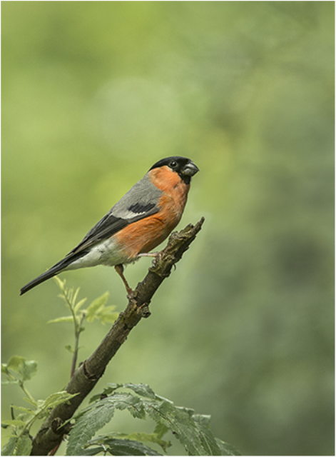 Male Bullfinch